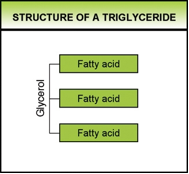 Structure of Triglycerides